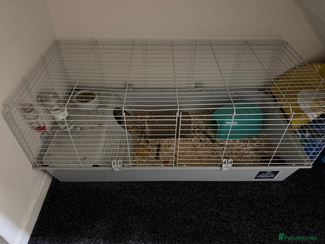 Guinea Pig rodents for sale: 2 male guinea pigs and full cage set up - Image 9