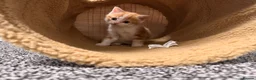 Mixed Breed cats for sale: British Shorthair x Longhair kittens - Advert 29