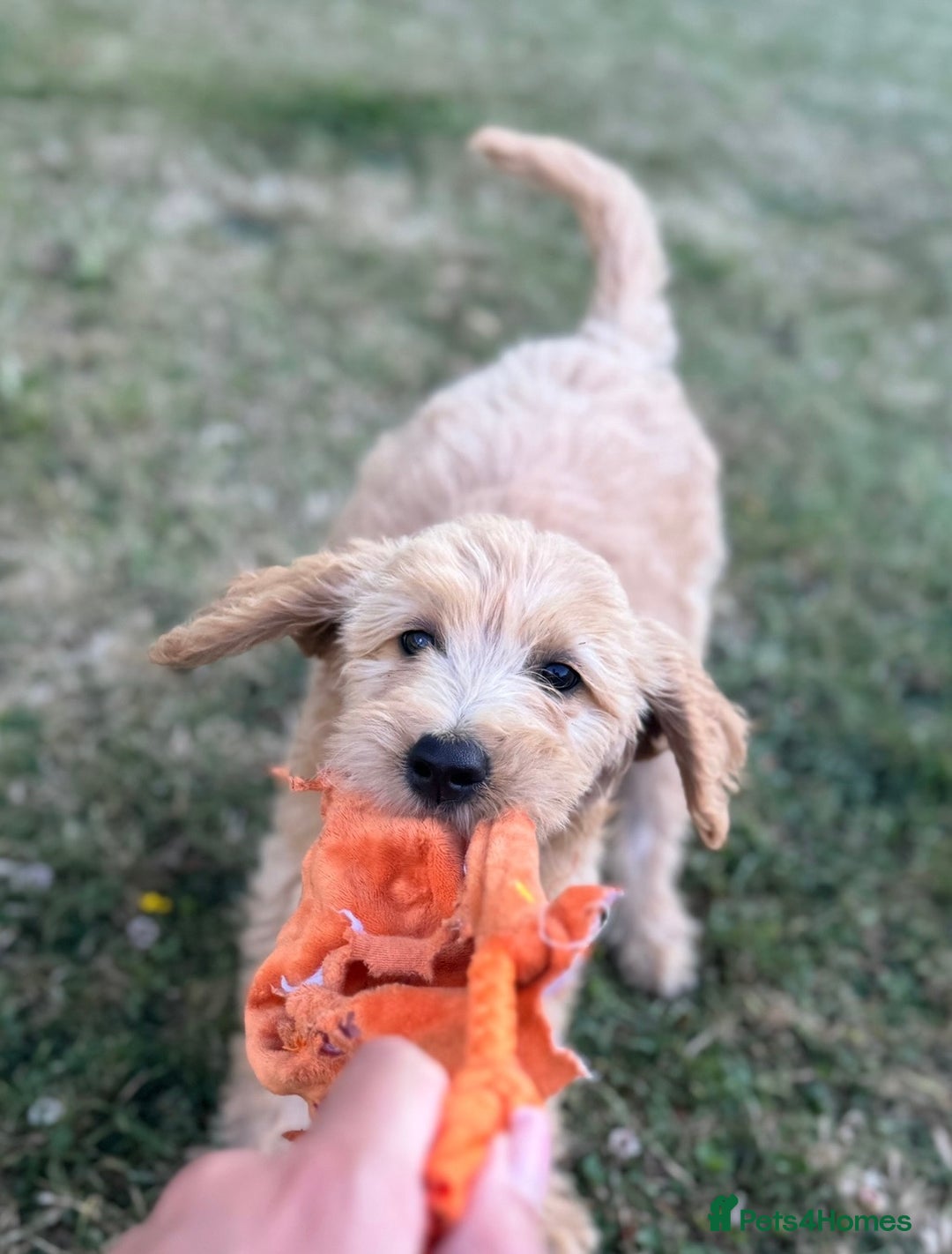 Goldendoodle dogs for sale: F1 Standard Golden Doodles last 1 female - Image 9