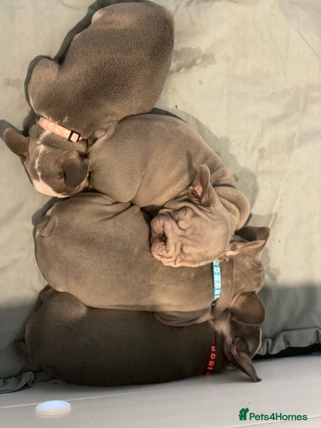 French Bulldog dogs for sale: French bulldog puppies - Image 5