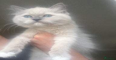Ragdoll cats - Advert 1
