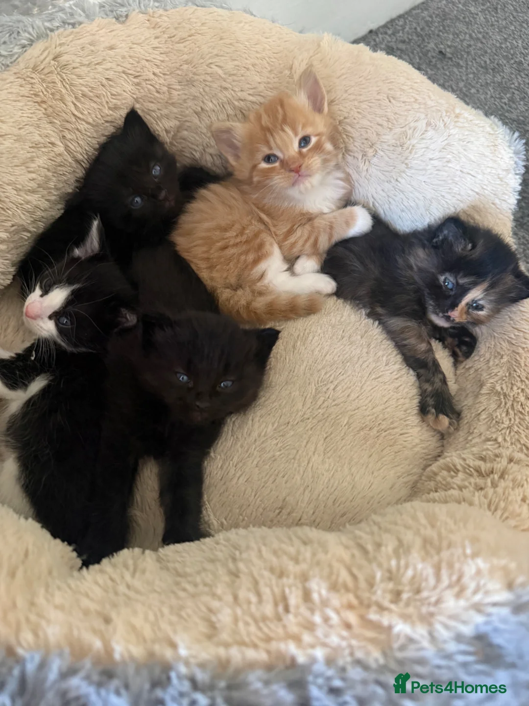 Mixed Breed cats for sale: Half Maine-coon kittens - Advert 2