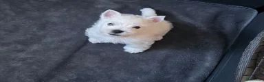 West Highland Terrier 1