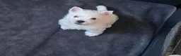 West Highland Terrier dogs for sale: Two healthy playful boys  - Advert 9