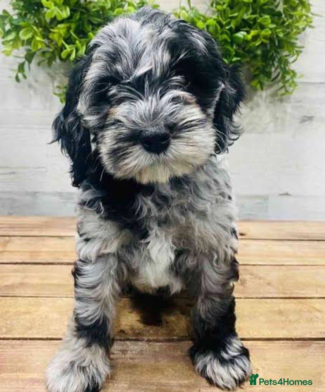 Cockapoo dogs F1 merle cockerpoo waiting list - Advert 5