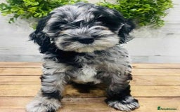 Cockapoo dogs for sale: F1 cockerpoo waiting list  - Image 1