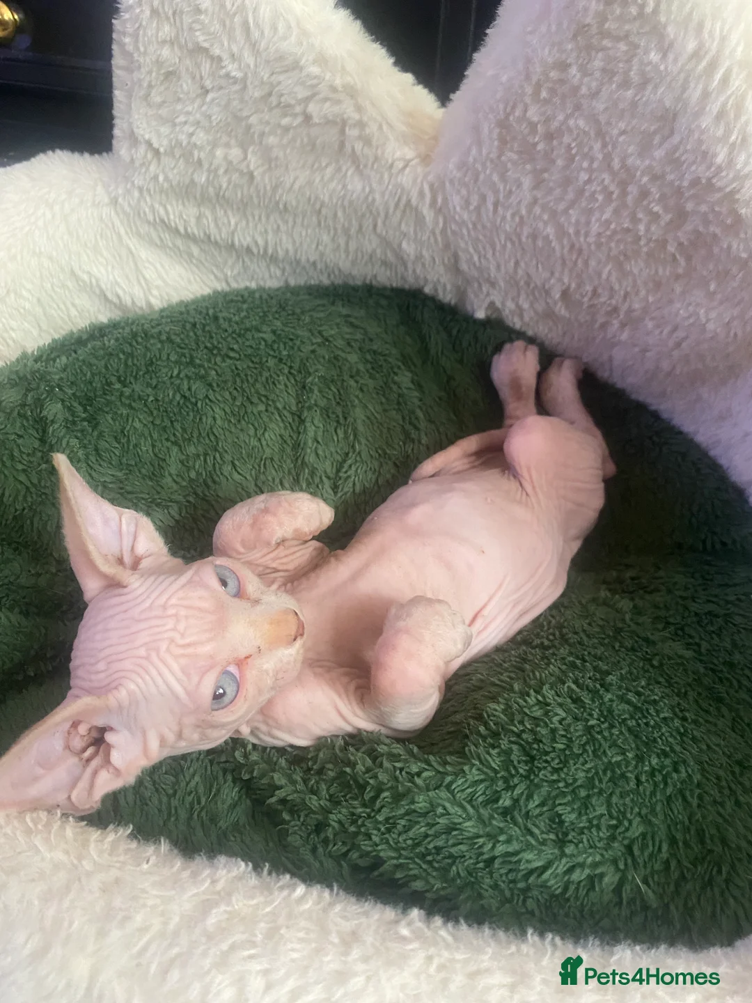 Sphynx cats for sale: 💖 3 Beautiful Sphynx Kittens – 1 Boy & 2 Girls 💖 - Advert 3