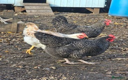 Chickens poultry for sale: Lovely Chickens for Sale –  Just Started Laying - Image 8