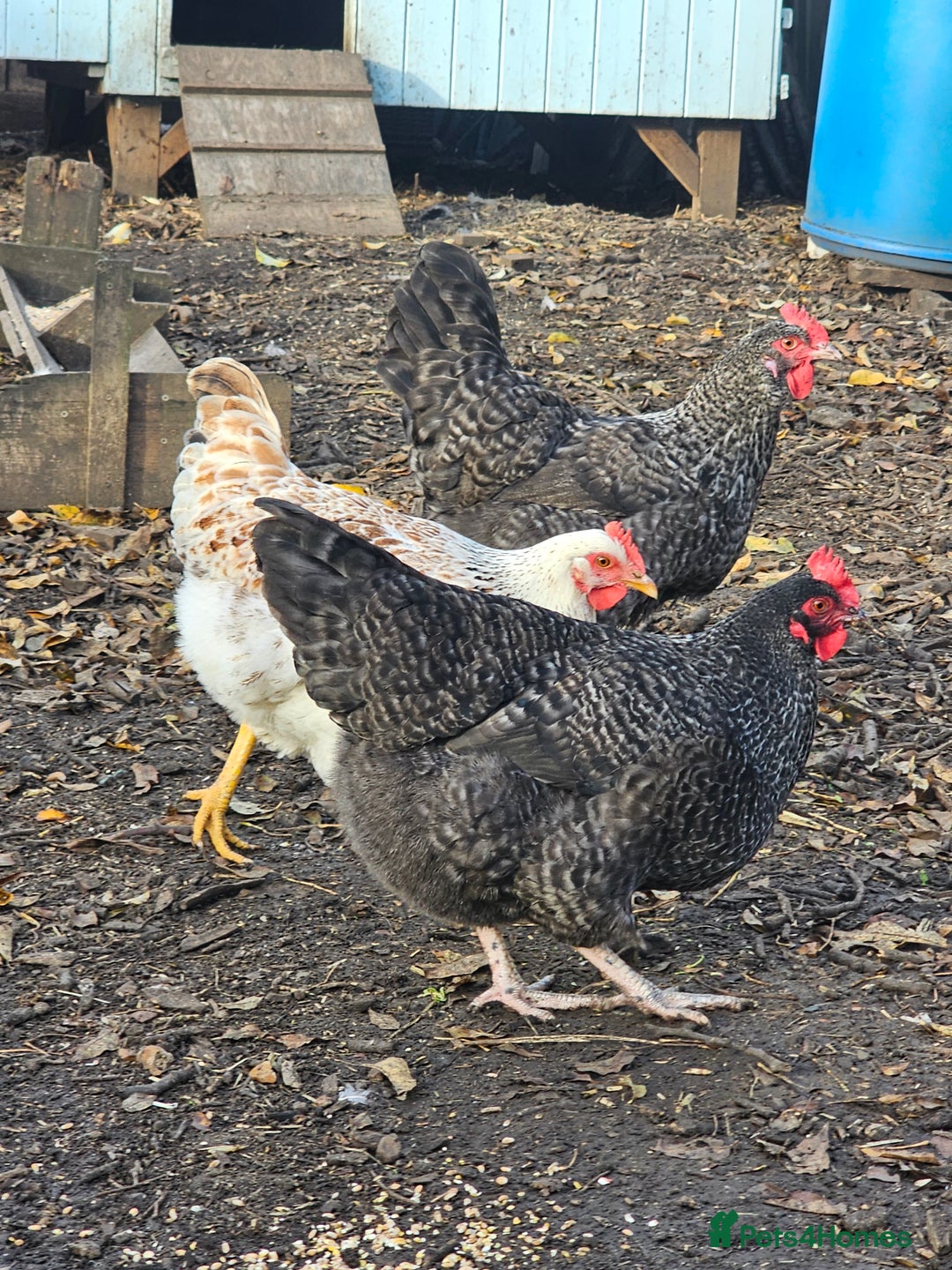 Chickens poultry for sale: Lovely Chickens for Sale –  Just Started Laying - Image 8