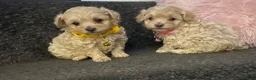 Mixed Breed dogs for sale: F1 maltipoo puppies available Dad Russian poodle - Advert 1