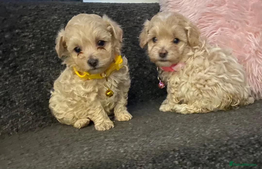 Mixed Breed dogs for sale: F1 maltipoo puppies available Dad Russian poodle - Advert 1
