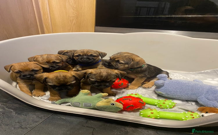 Border Terrier dogs BORDER TERRIER PUPPIES⭐️ - Advert 5