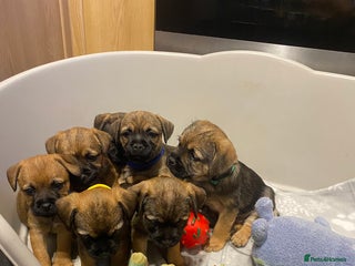 Border Terrier dogs BORDER TERRIER PUPPIES⭐️ - Advert 1