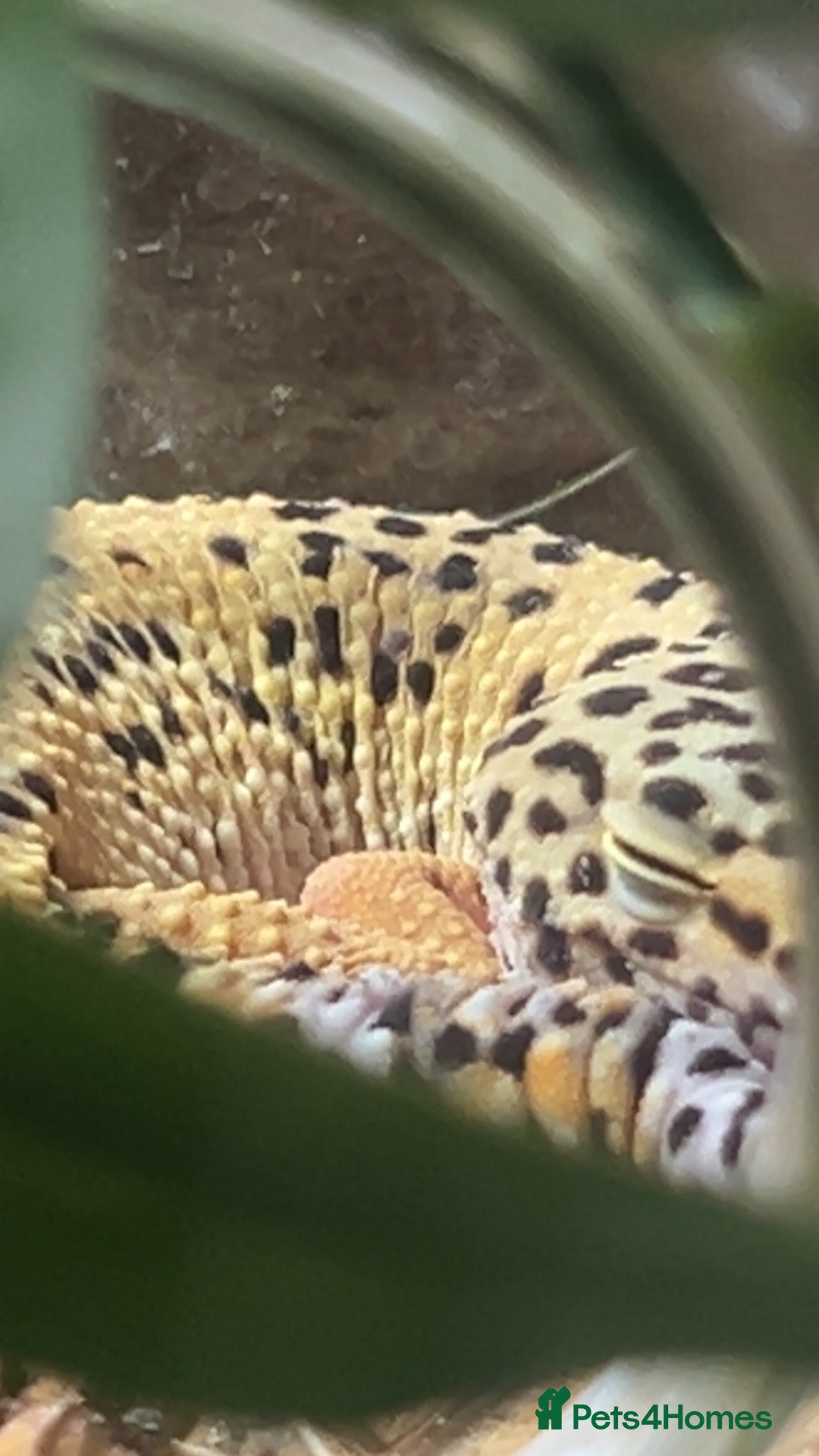 Leopard Gecko reptiles female leopard gecko - Advert 1