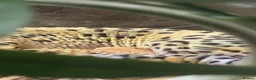 Leopard Gecko reptiles for sale: female leopard gecko - Advert 1