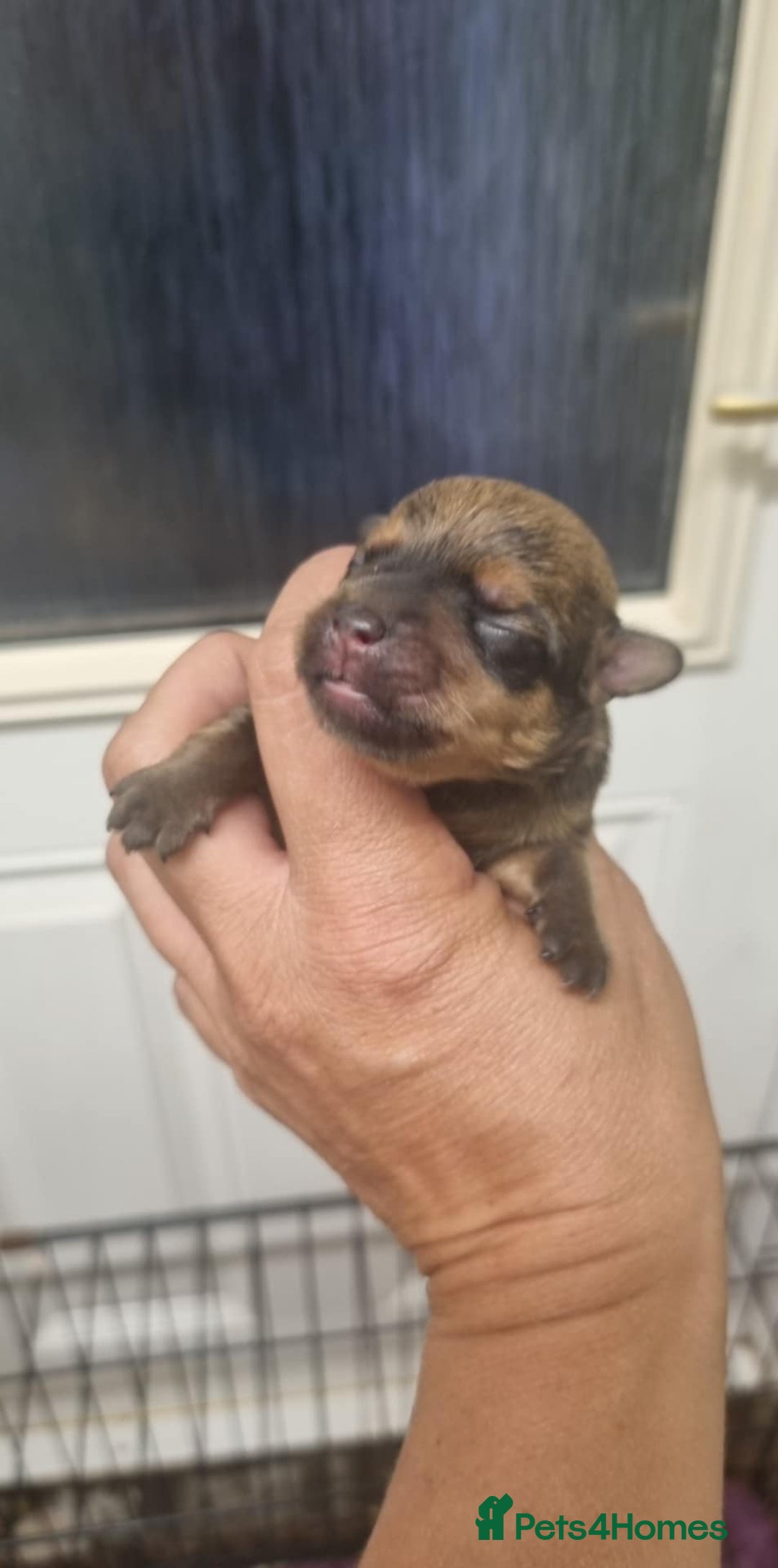 Yorkshire Terrier dogs for sale: Yorkshire terrier  - Image 6