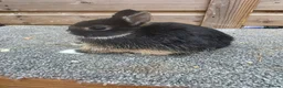 Netherland Dwarf rabbits for sale: Various netherland dwarf kits   - Advert 4