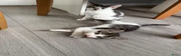 Mixed Breed cats for sale: Kittens Looking for a Loving Home  - Advert 3