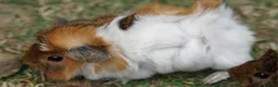 Guinea Pig rodents for sale: Beautiful funky guinea pigs - Advert 8