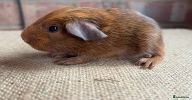 Guinea Pig rodents - Advert 6