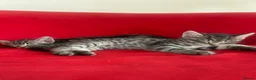 Mixed Breed cats for sale: 2 beautiful tabby kittens - 11 weeks old  - Advert 1