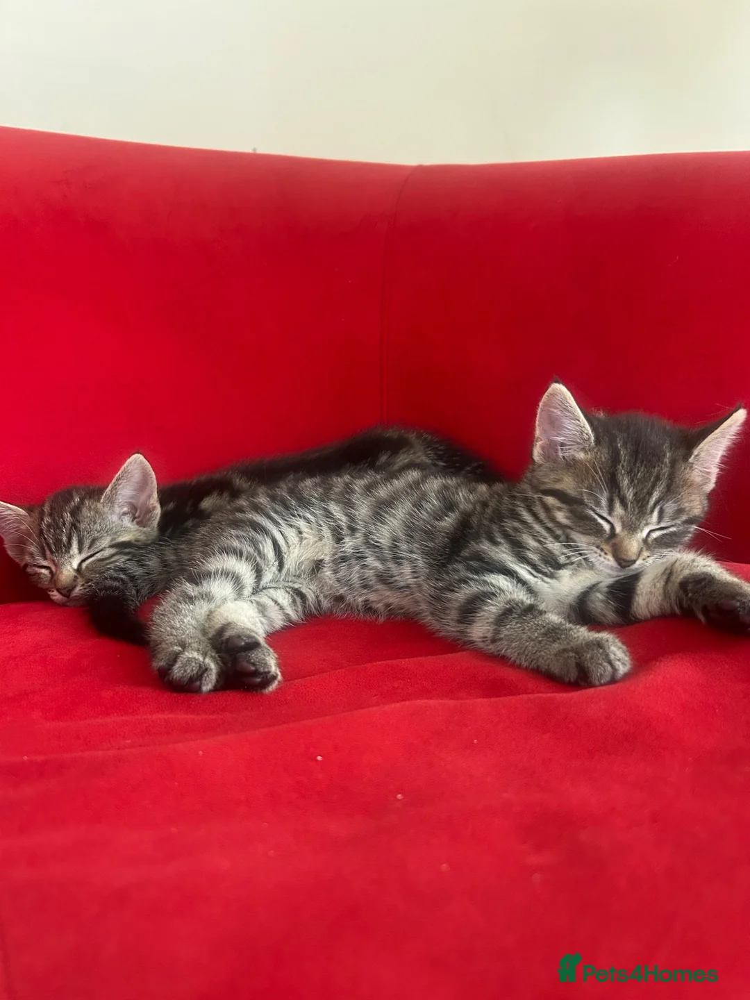 Mixed Breed cats for sale: 2 beautiful tabby kittens - 11 weeks old  - Advert 1