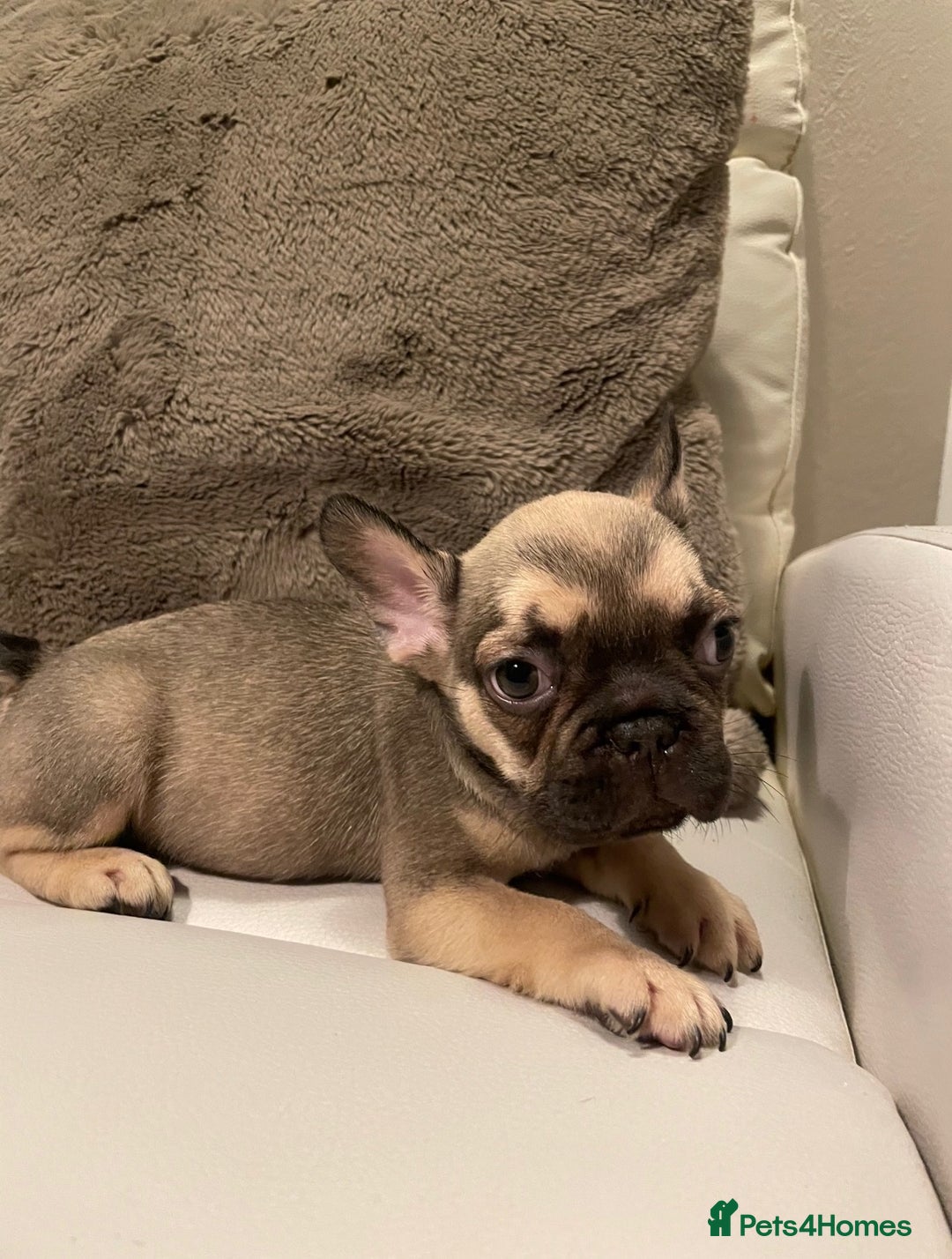 French Bulldog dogs for sale: FRENCH BULLDOG PUPPIES FOR SALE!! - Advert 7