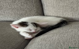 Domestic Shorthair cats for sale: Sweet, Playful Kittens Ready for Loving Homes 🐱 - Image 18