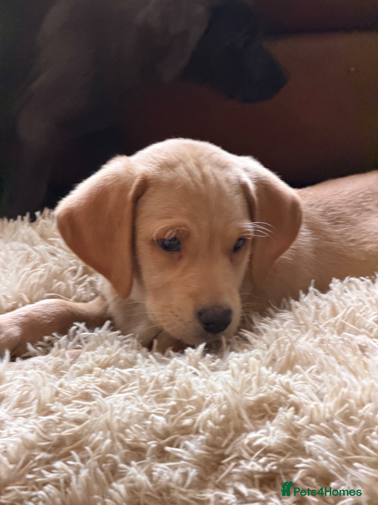 Labrador Retriever dogs for sale: Labrador puppies - Advert 1