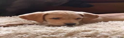 Labrador Retriever dogs for sale: Labrador puppies - Advert 1