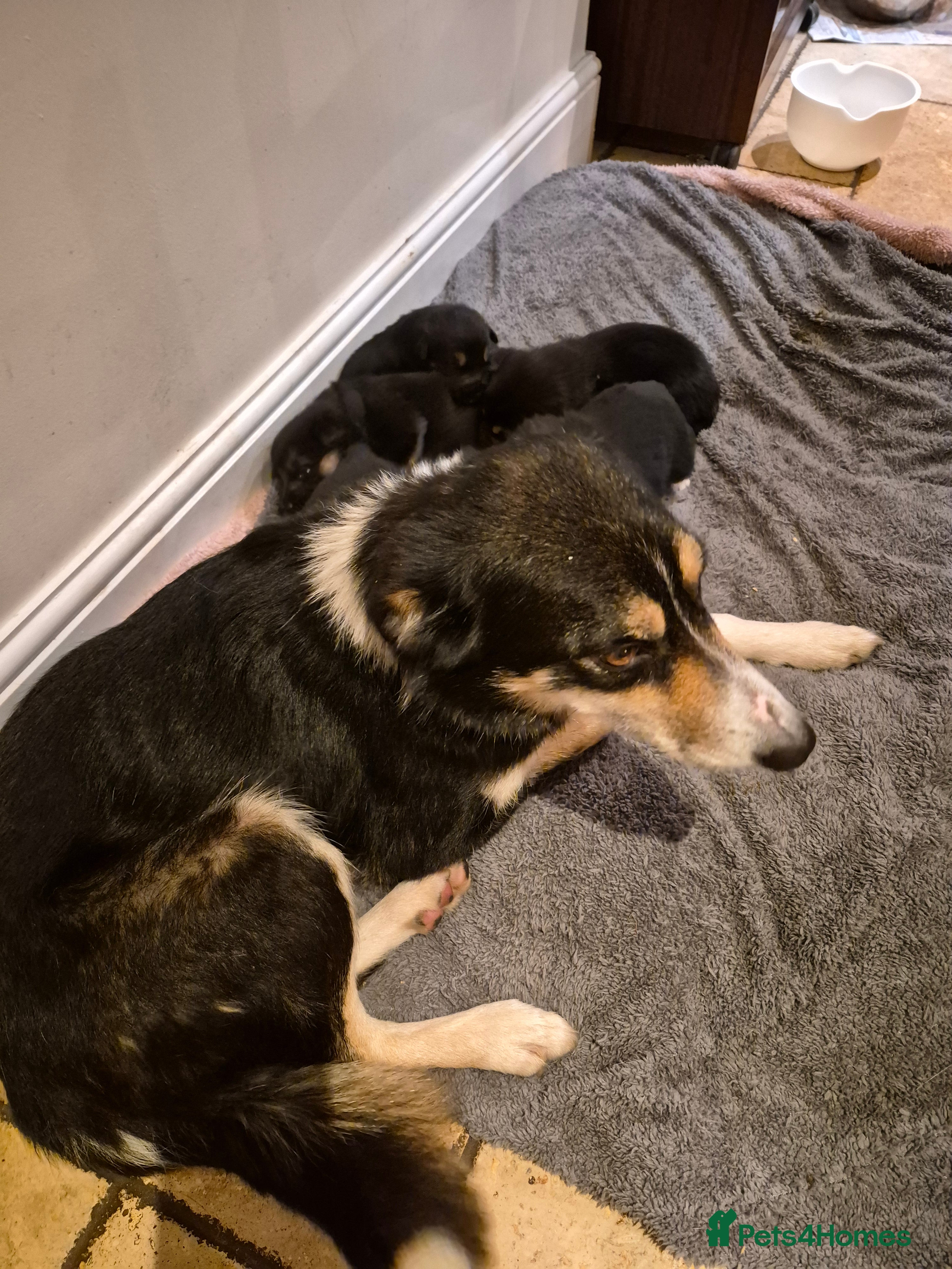 Mixed Breed dogs 5 shollie pups - Advert 3