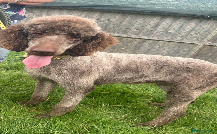 Standard Poodle dogs - Advert 2