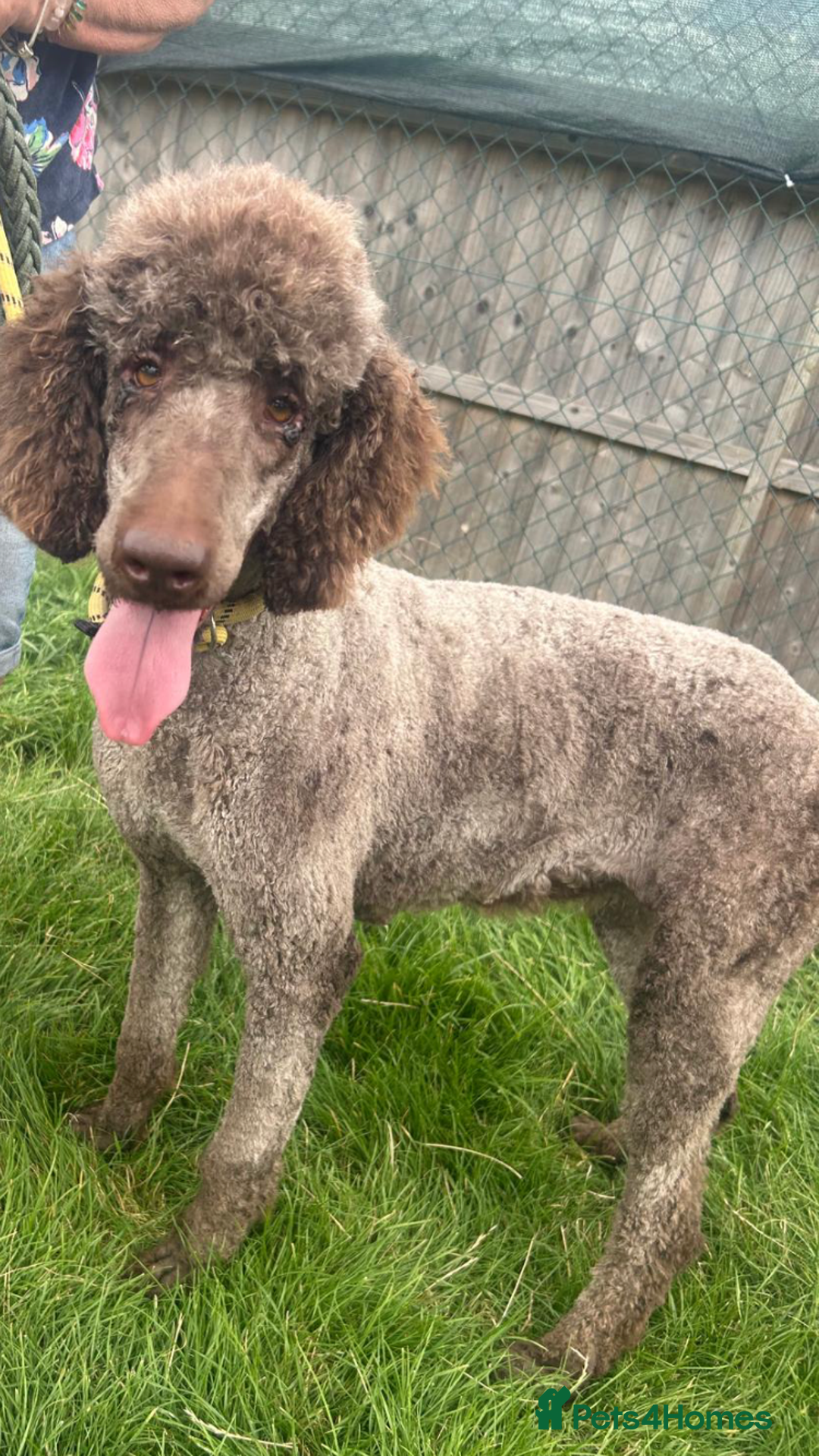 Standard Poodle dogs for sale: Gorgeous Chocolate Standard Poodle Ladies  - Image 1