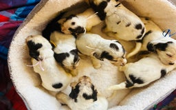 Cocker Spaniel dogs for sale: KC Show cocker spaniel pups chocolate Sable Roan   - Image 6