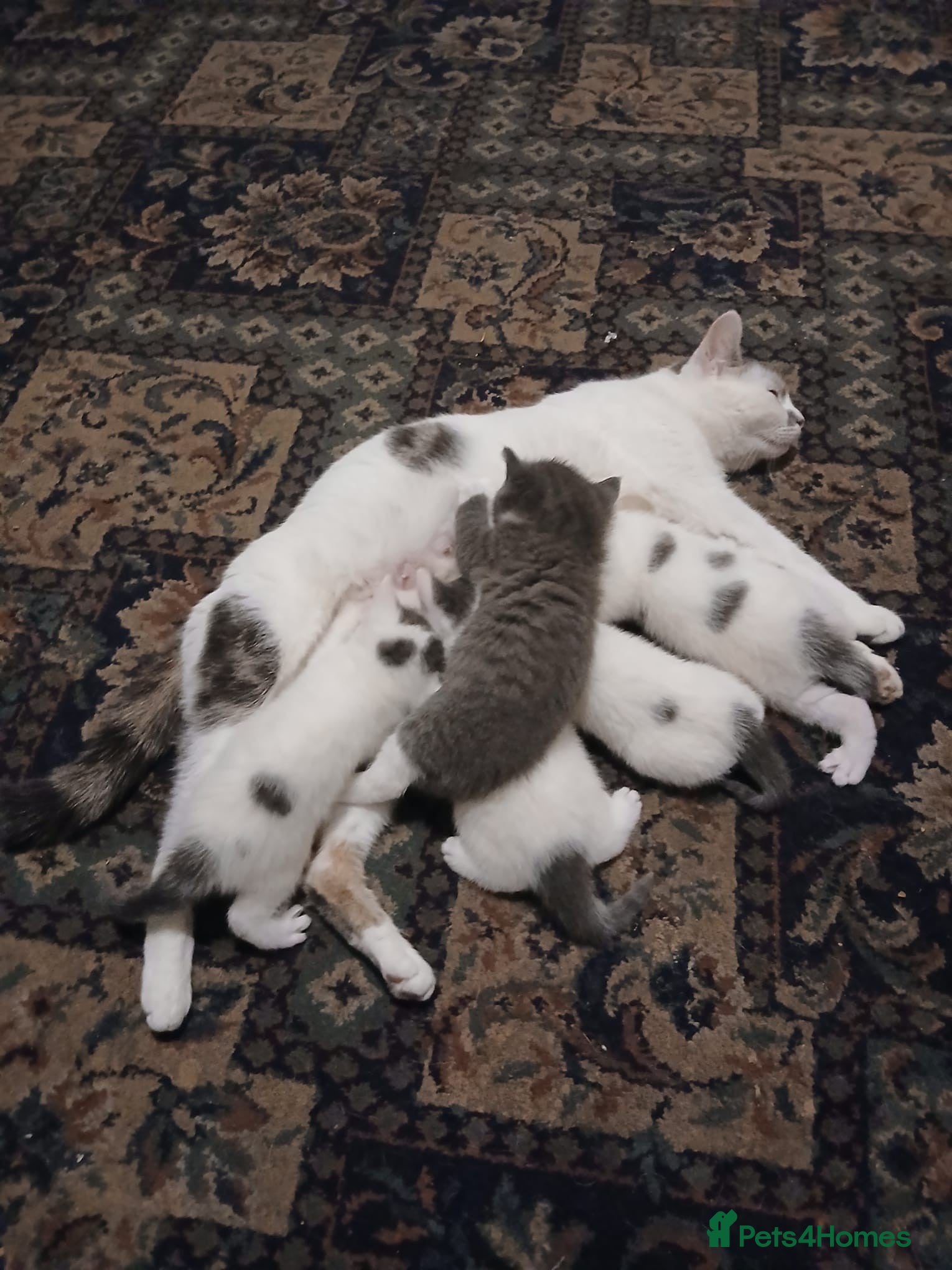 Mixed Breed cats 5 Adorable Kittens - Advert 1