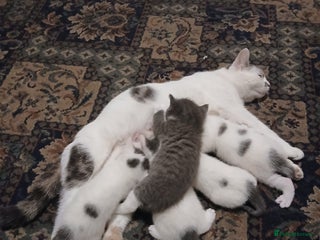 Mixed Breed cats 5 Adorable Kittens - Advert 1