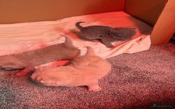 British Shorthair cats for sale: Stunning pure British shorthair kittens - Image 7