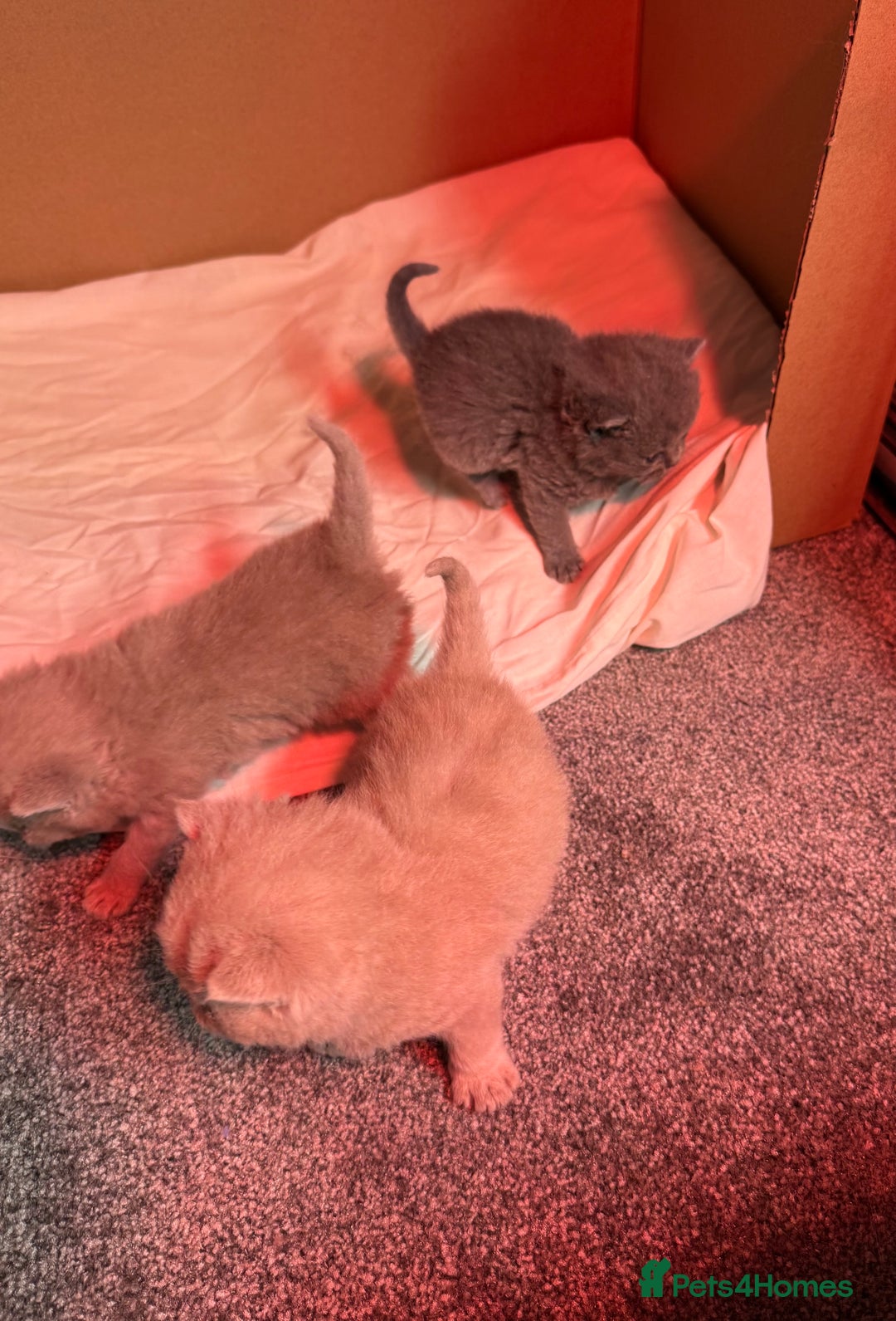 British Shorthair cats for sale: Stunning pure British shorthair kittens - Image 7