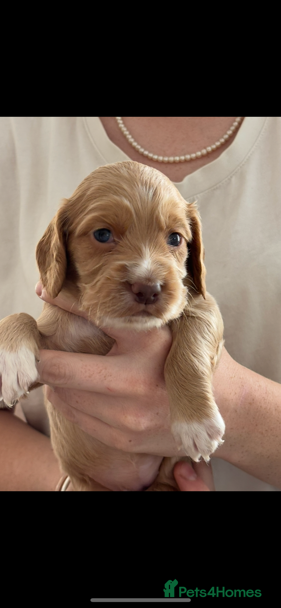 Cocker Spaniel dogs for sale: 5 beautiful working cocker spaniels 3 boys 2 girls - Image 3