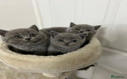 British Shorthair cats for sale: Six blue British shorthair kittens for sale  - Image 7