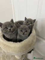 British Shorthair cats - Advert 8