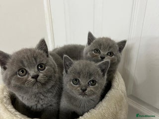 British Shorthair cats - Advert 1