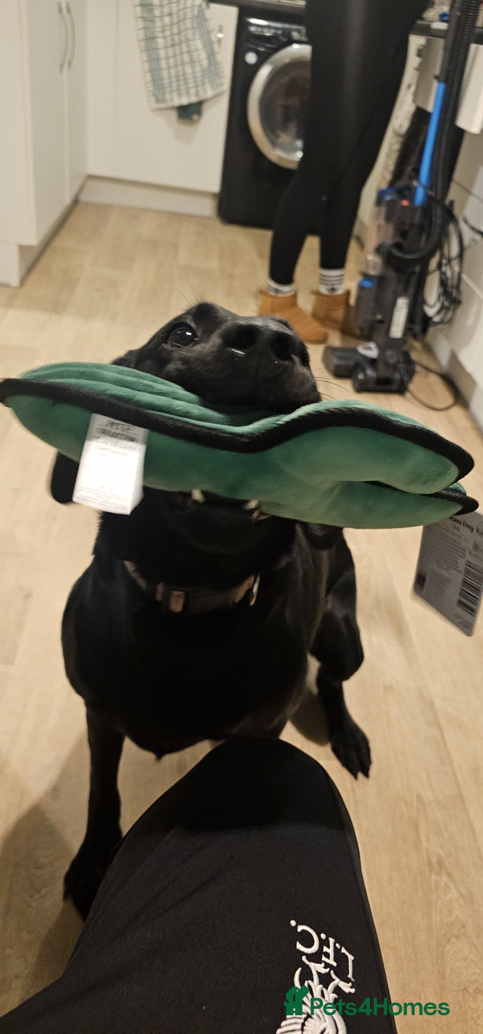 Labrador Retriever dogs for sale: Pure Breed Labrador Puppies  in Liskeard - Advert 11