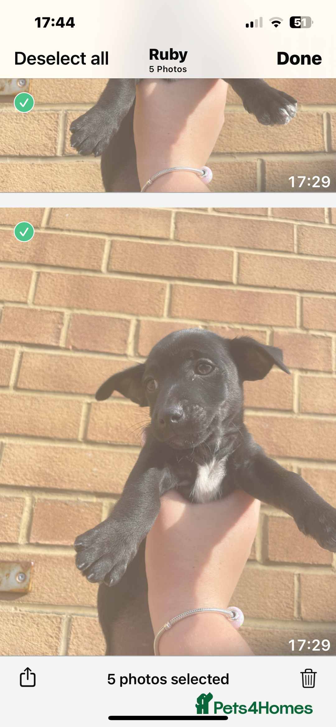 Jack Russell dogs for sale: Jack russsell puppy’s for sale small type - Image 16