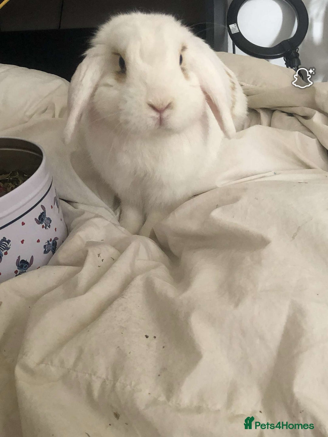 English rabbits for sale: White and Ginger female rabbit - Image 7