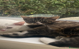 Bengal cats for sale: Tabby stripy Bengal cross  - Image 10