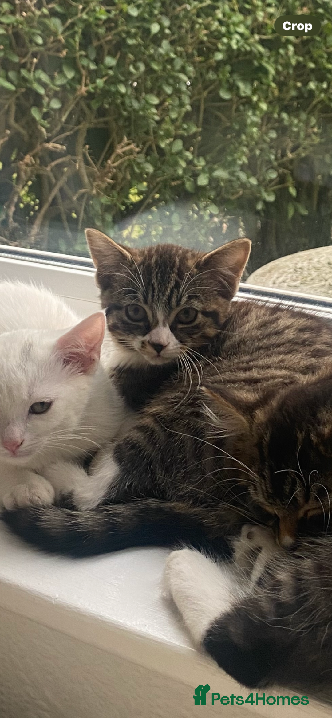 Bengal cats for sale: Tabby stripy Bengal cross  - Image 10