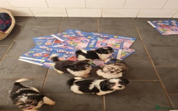 Mixed Breed dogs for sale: Tebetan terrier x shih tzu  - Image 5