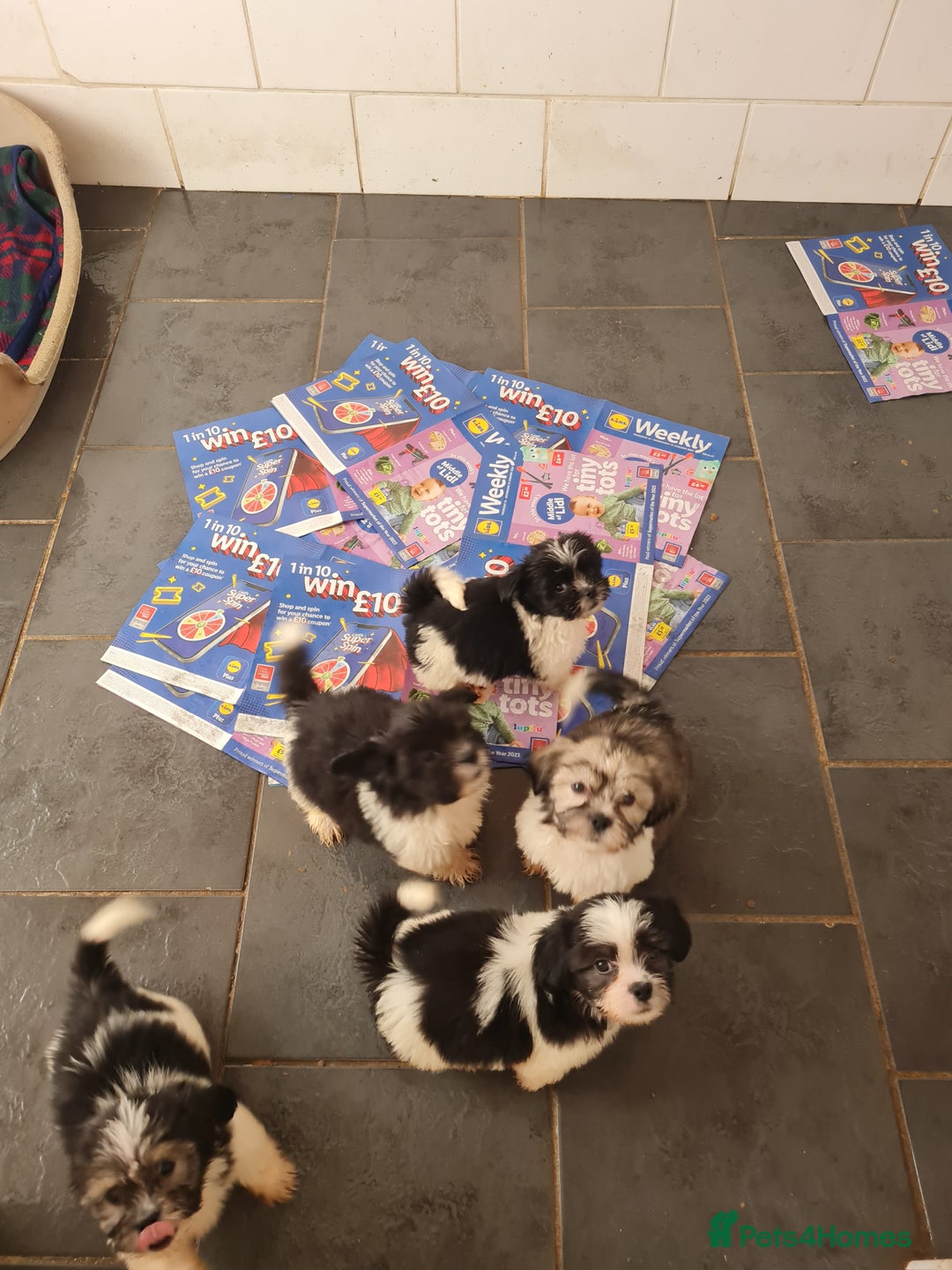 Mixed Breed dogs for sale: Tebetan terrier x shih tzu  - Image 5