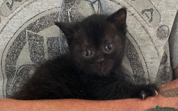 British Shorthair cats for sale:  Gorgeous  pedigree Bsh kittens Ready now  - Image 15